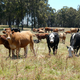 Illustration for article titled Cow Manure Will Power Data Centers In Coming Years